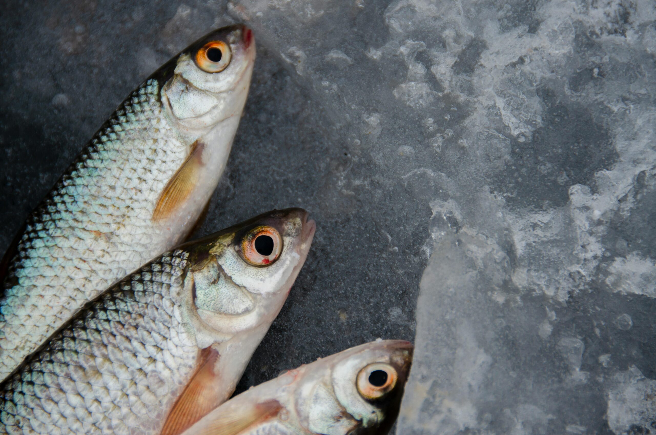 Three fresh raw fish lie on ice, showcasing their freshness and quality.