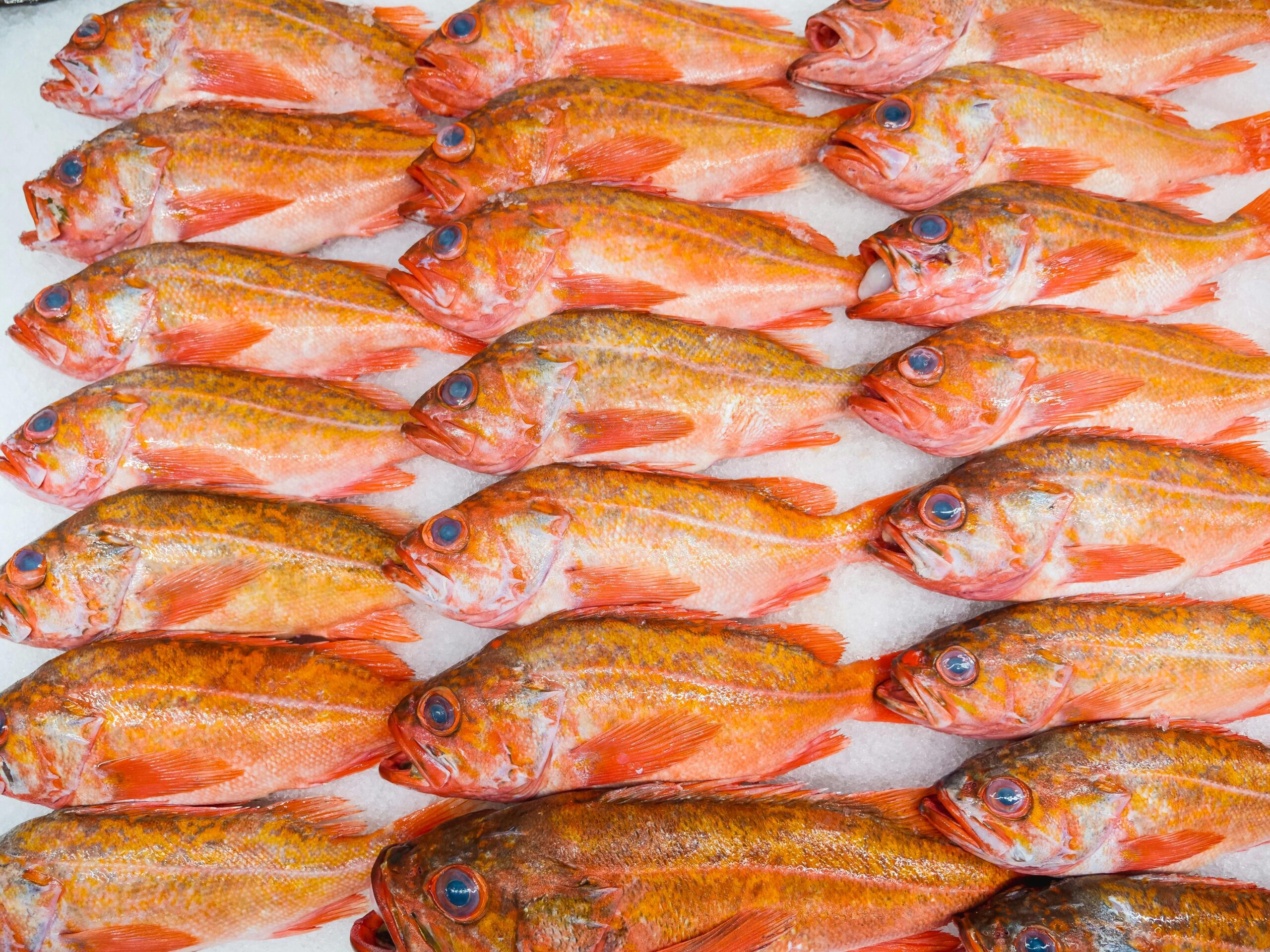 A vibrant display of fresh red fish on ice, perfect for seafood enthusiasts and healthful cooking.